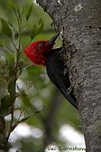 Magellanic Woodpecker