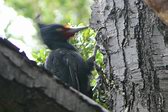 Magellanic Woodpecker