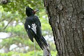 Magellanic Woodpecker