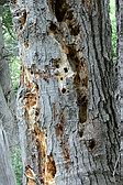 Magellanic Woodpecker