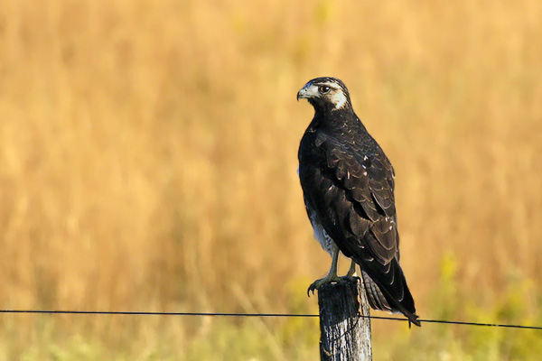 Aguilucho Alas Largas