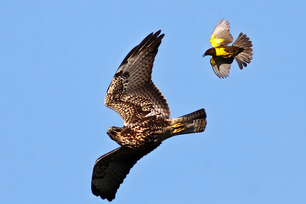Aguilucho Langostero