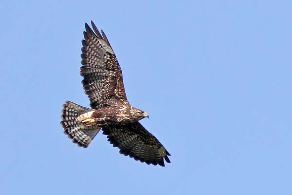 Aguilucho Langostero