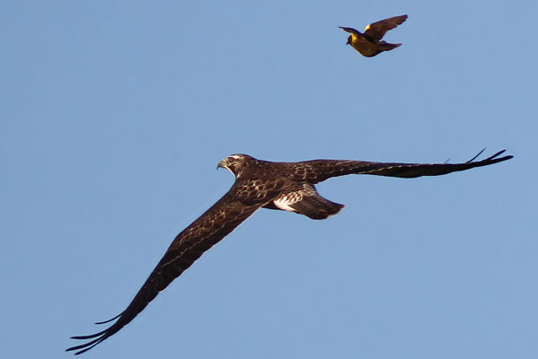 Aguilucho Langostero
