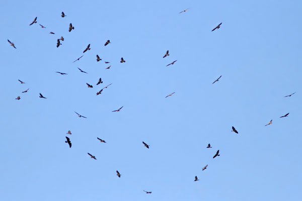 Aguilucho Langostero