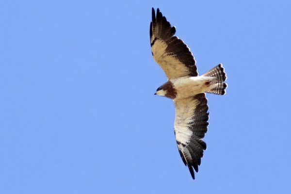 Aguilucho Langostero