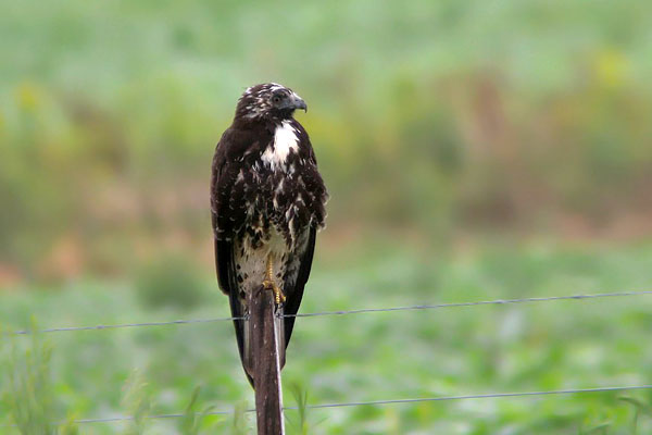 Aguilucho Langostero