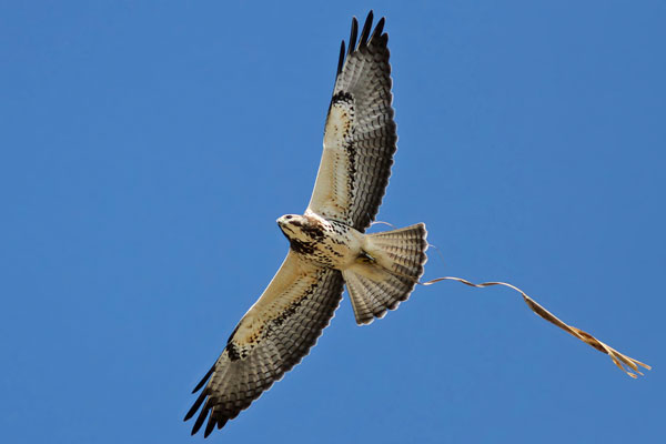 Aguilucho Langostero