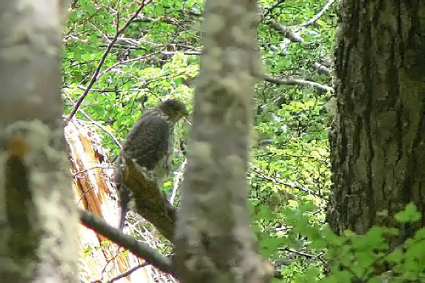 Esparvero Patagónico