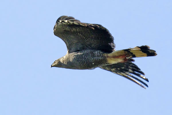 Gavilán Patas Largas