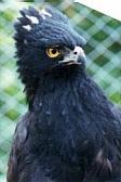 Águila Crestuda Negra