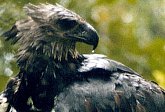 Águila Harpía