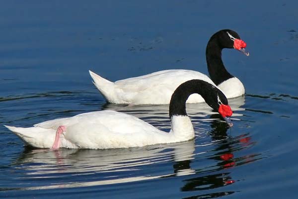 Cisne Cuello Negro