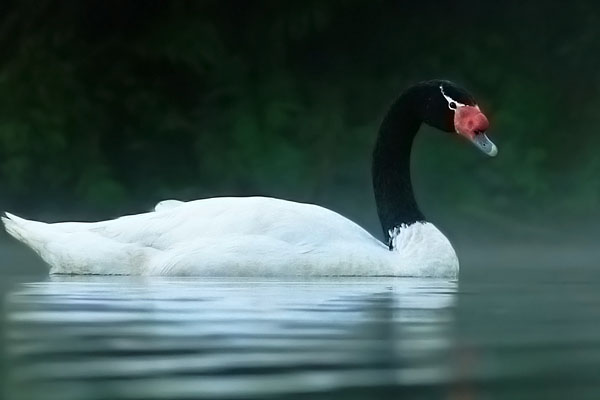 Cisne Cuello Negro