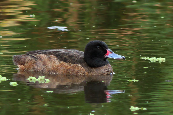 Pato Cabeza Negra