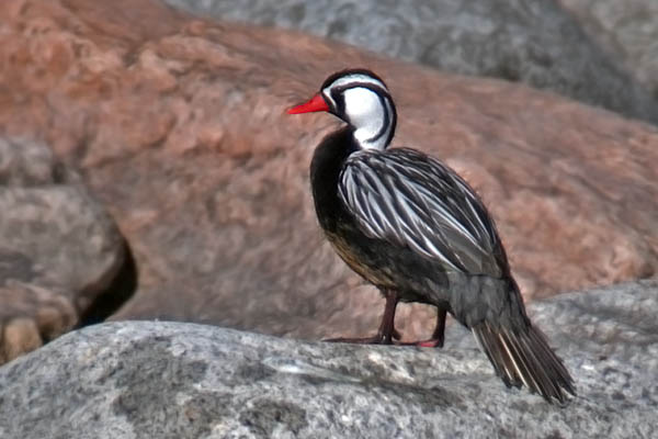 Pato de los Torrentes