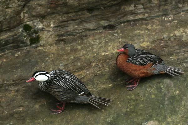 Pato de los Torrentes