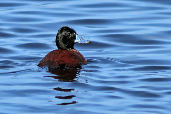 Pato Zambullidor Chico