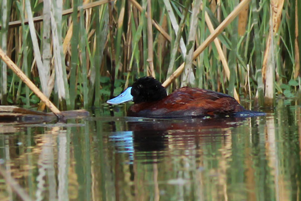Pato Zambullidor Grande