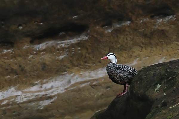 Pato de los Torrentes