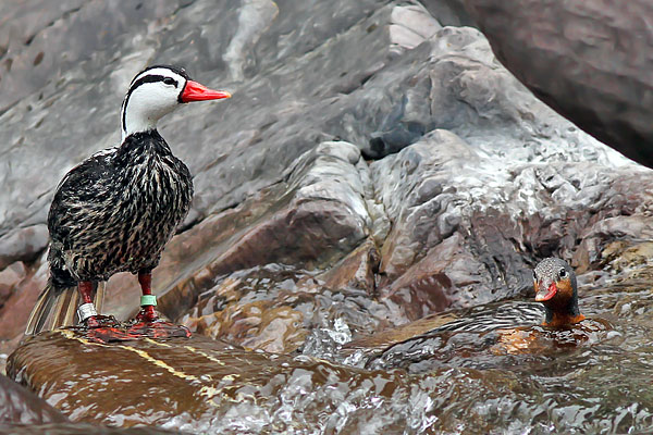 Pato de los Torrentes