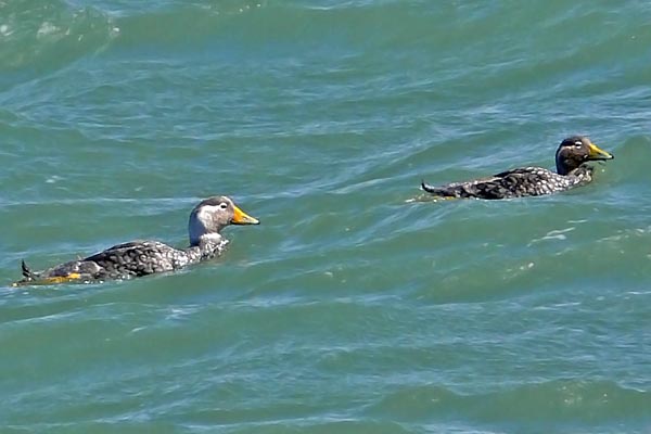 Quetro Cabeza Blanca