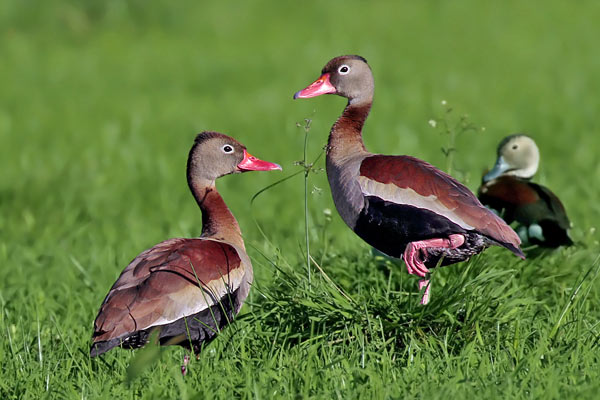 Sirirí Vientre Negro