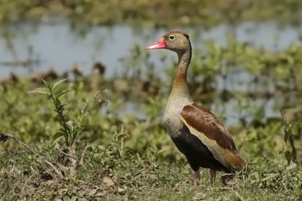 Sirirí Vientre Negro