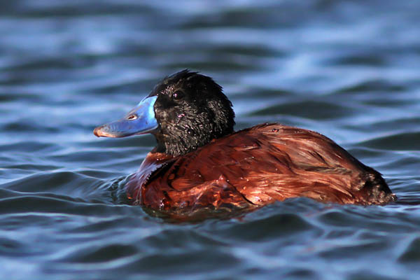 Pato Zambullidor Chico
