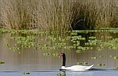 Cisne Cuello Negro