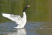 Cisne Cuello Negro