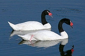 Cisne Cuello Negro