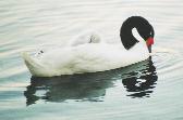 Cisne Cuello Negro