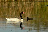 Cisne Cuello Negro