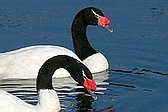 Cisne Cuello Negro