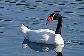 Cisne Cuello Negro
