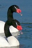 Cisne Cuello Negro