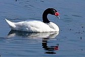 Cisne Cuello Negro