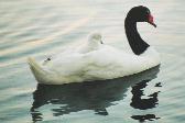 Cisne Cuello Negro