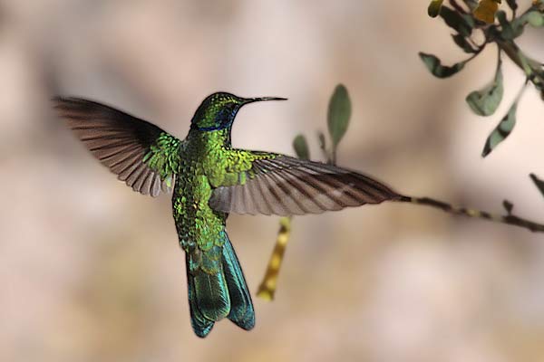 Colibrí Grande