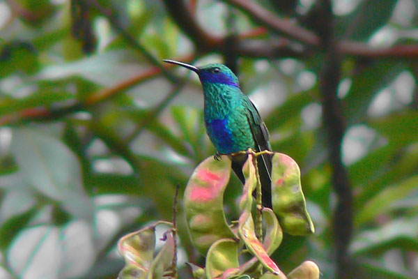 Colibrí Grande