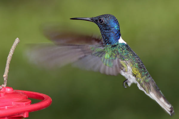 Colibrí Nuca Blanca