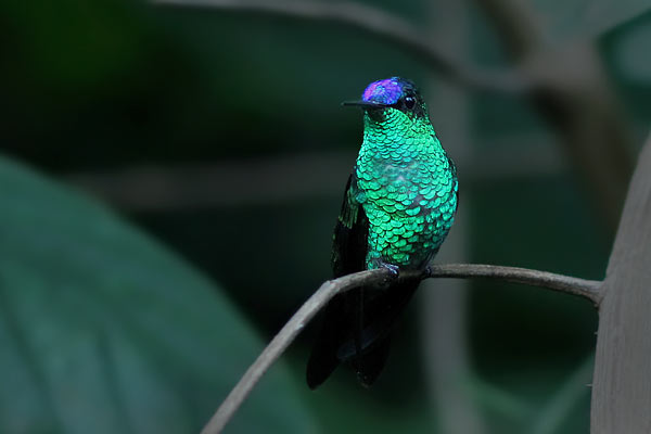 Picaflor Corona Violácea