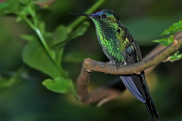 Picaflor Corona Violácea