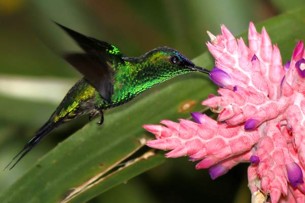 Picaflor Corona Violácea