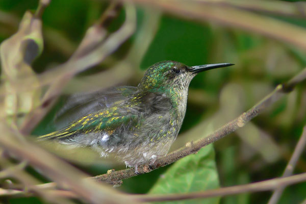 Picaflor Corona Violácea