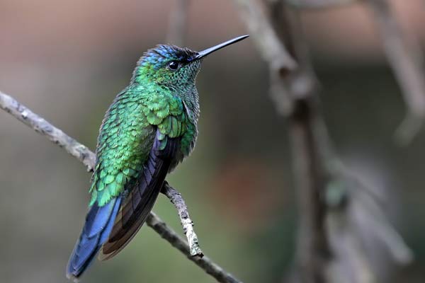 Picaflor Corona Violácea