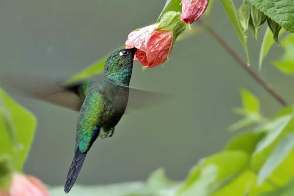 Picaflor Frente Azul