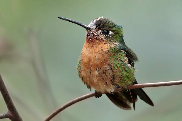Picaflor Frente Azul