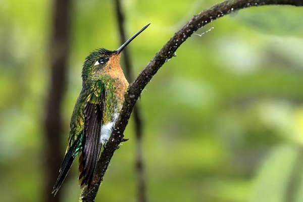 Picaflor Frente Azul